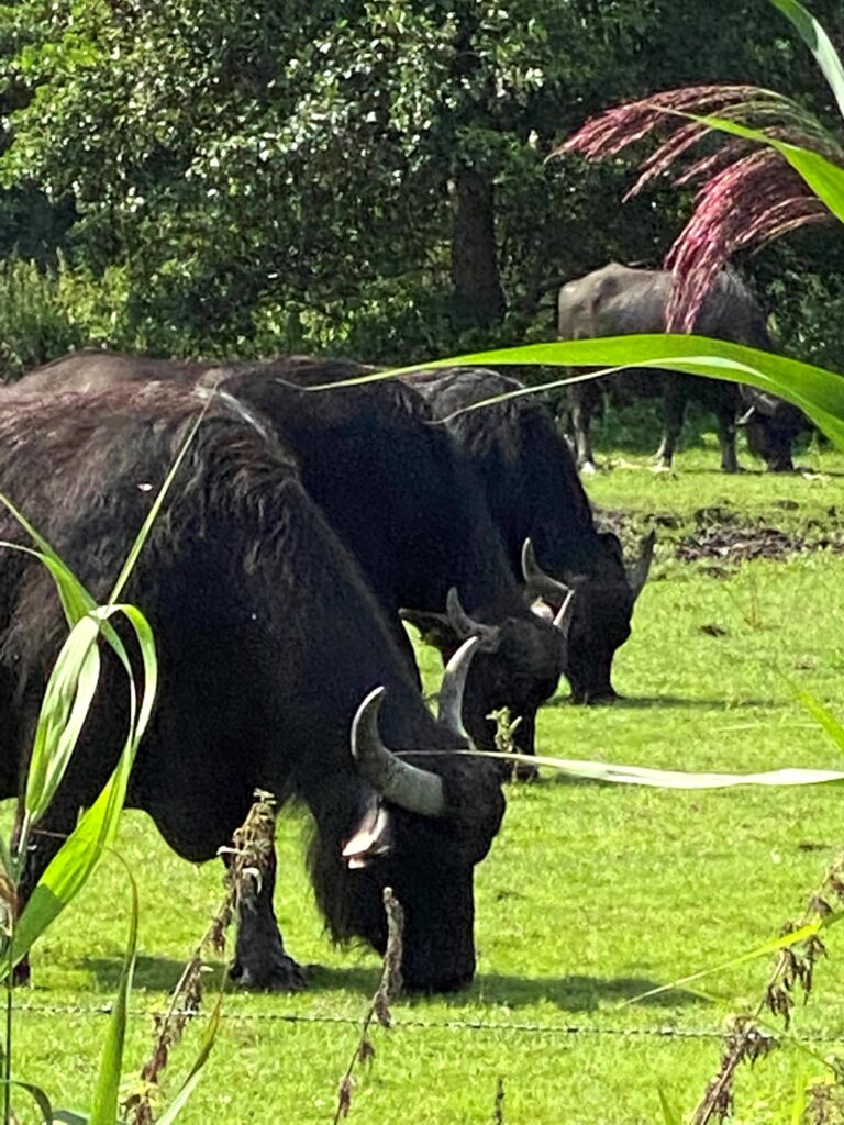 Grazende waterbuffels