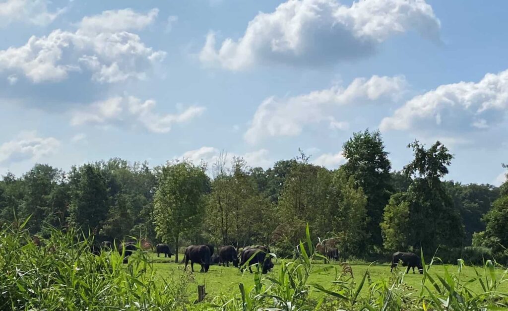 Waterbuffels in de achtertuin