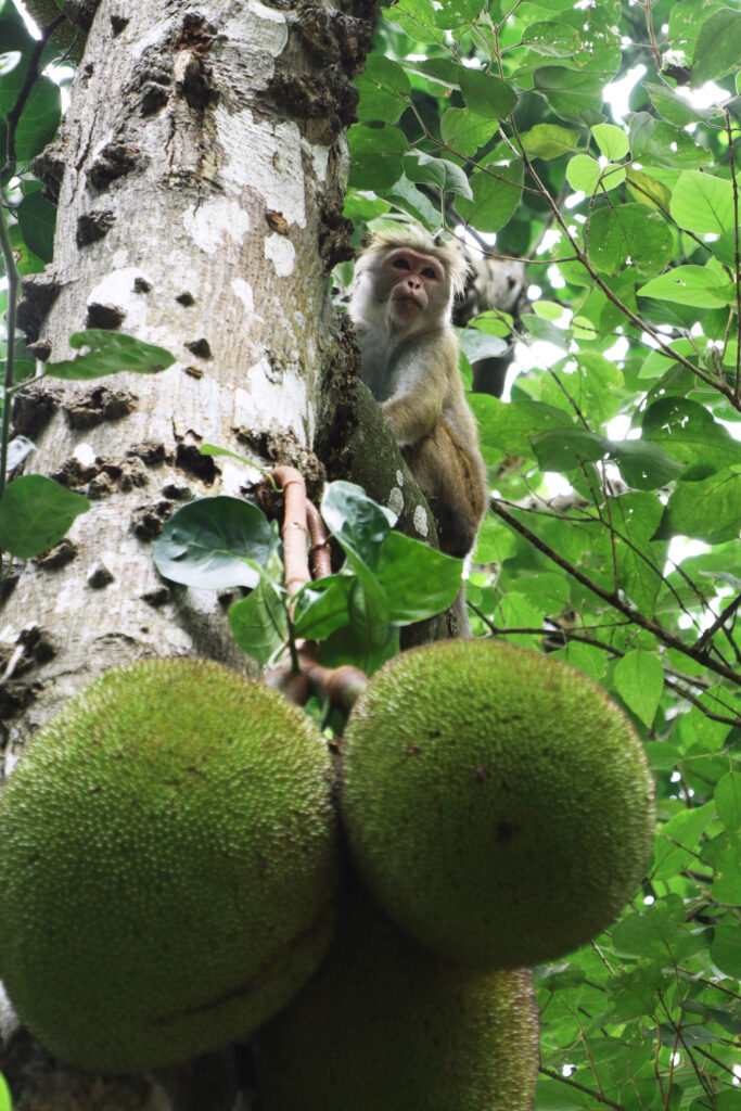 Jackfruit boom met apen