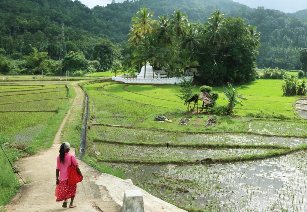 Rijstvelden in Sri Lanka